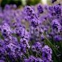 Lavandula