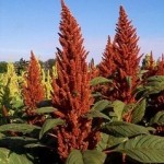 amaranth2